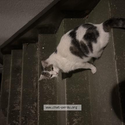 Foto 1/1 Gato encontrado Encontrado en Issy les moulineaux