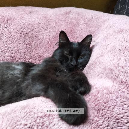 Foto 1/1 Shadow Chat perdido en Ereac