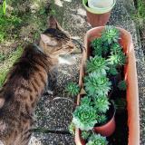 Foto del gato perdido en Rochefort