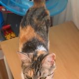 Foto del gato perdido en Valenton