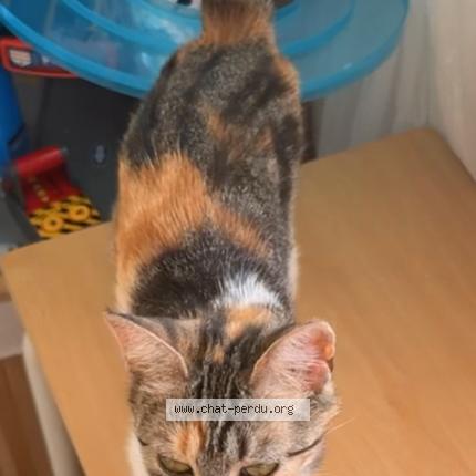 Foto 1/2 Nala Chat perdido en Valenton