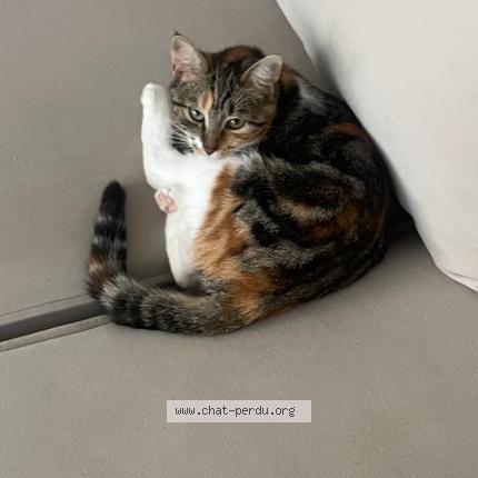 Foto 2/2 Nala Chat perdido en Valenton