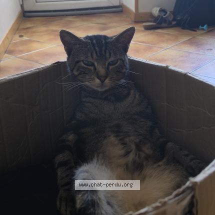 Foto 1/1 P'tit Gilbert Chat perdido en Vezet