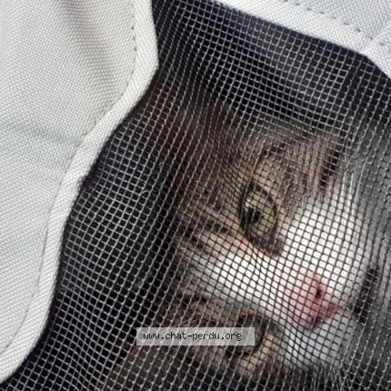 Foto 1/1 Cherry Chat perdido en Citers