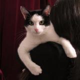 Foto del gato perdido en Rennes