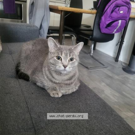 Foto 1/1 Kiki Chat perdido en Trois rivieres