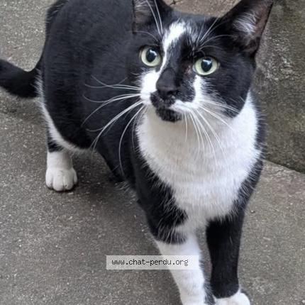 Foto 1/1 TOKYO Chat perdido en Issy les moulineaux