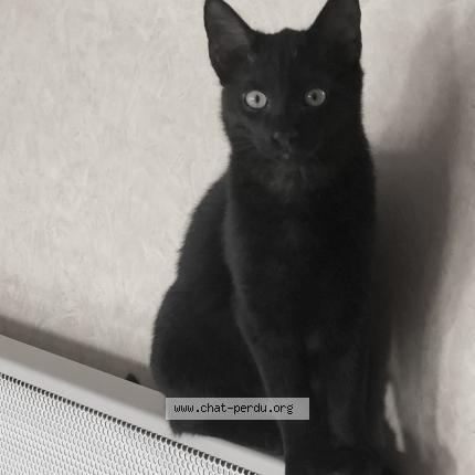 Foto 1/1 Salem Chat perdido en Fosse