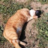 Foto del gato perdido en Egreville