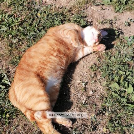 Foto 1/1 Marie Butet Chat perdido en Egreville
