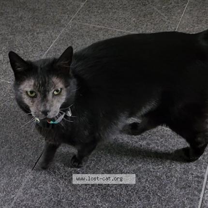 Foto 1/1 Luna Chat perdido en Sainte adele