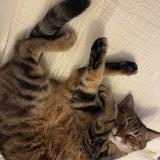 Foto del gato perdido en Saint Zacharie