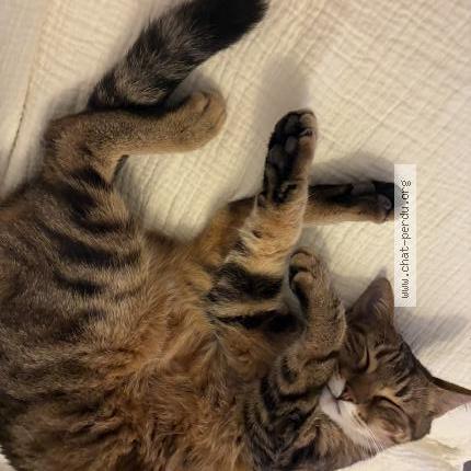 Foto 1/1 Noisette Chat perdido en Saint zacharie