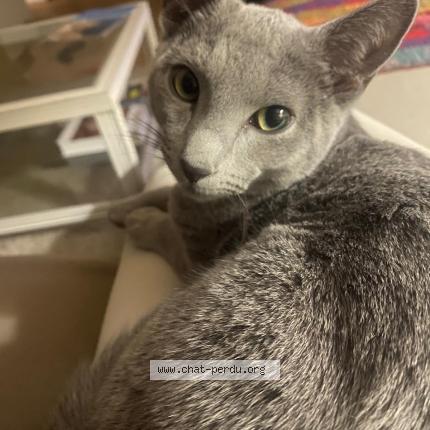 Foto 1/1 Youki Chat perdido en Nice