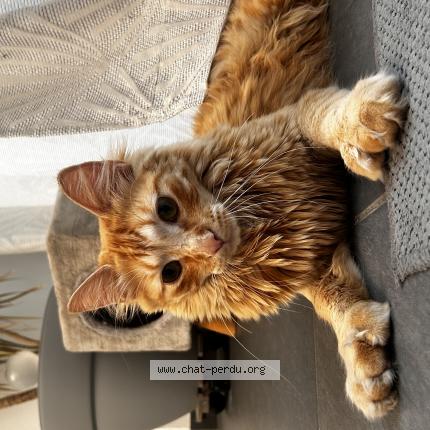 Foto 1/1 Happy Chat perdido en Premesques