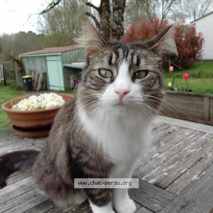 Foto 1/1 Shelby Chat perdido en Saint mariens