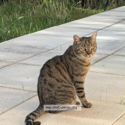 Foto 1/1 Ricky Chat perdido en Montpellier