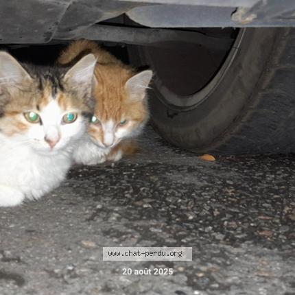 Foto 1/1 Gato encontrado Encontrado en Tarare