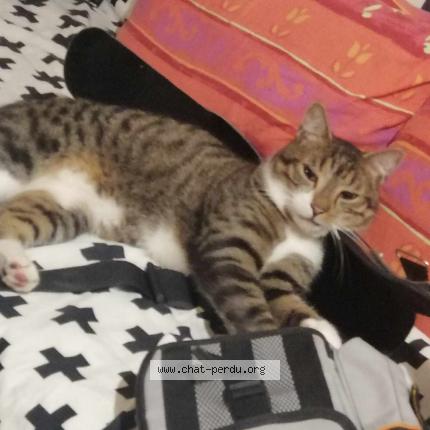 Foto 1/1 Saphir Chat perdido en Dijon