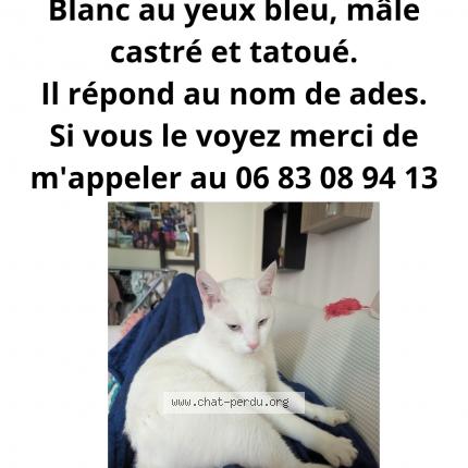 Foto 1/1 Ades Chat perdido en Saint loubes
