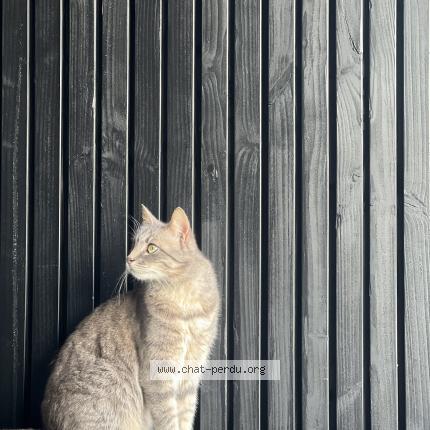 Foto 1/1 Osaka Chat perdido en Cornebarrieu