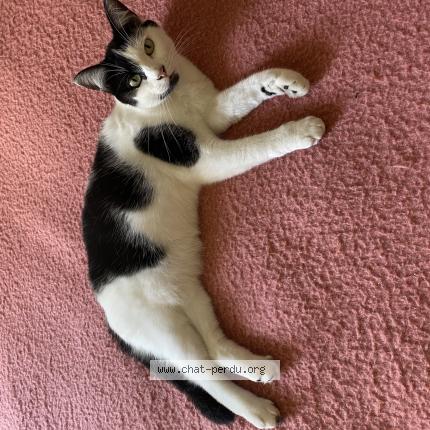 Foto 1/1 Virgule Chat perdido en Ambrault