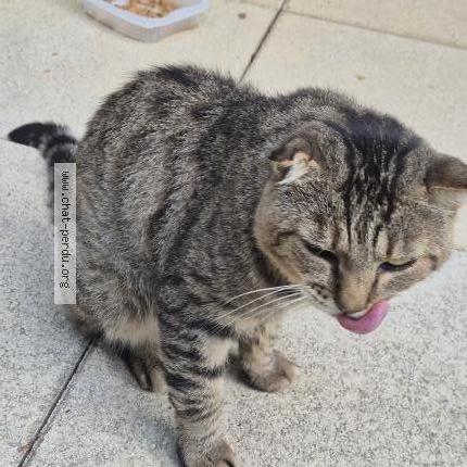 Foto 1/2 Gato encontrado Encontrado en La londe les maures