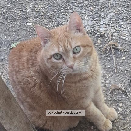 Foto 1/1 Yuri Chat perdido en Compiegne