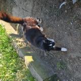 Foto del gato perdido en Tartas