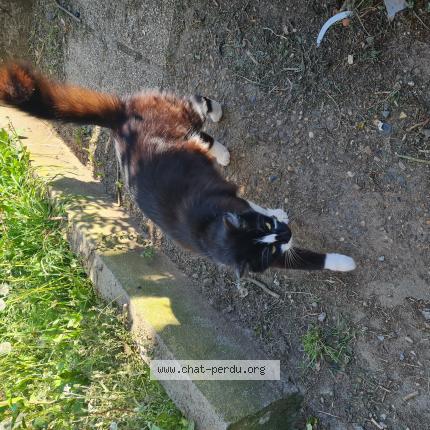 Foto 1/1 Oreo Chat perdido en Tartas