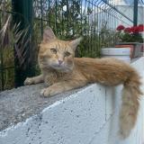 Foto del gato perdido en Maromme
