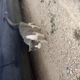Foto de gato encontrado en Linieres Bouton