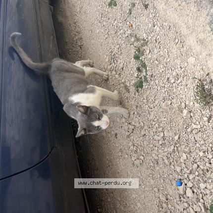 Foto 1/1 Gato encontrado Encontrado en Linieres bouton