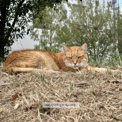Foto 1/1 Gato encontrado Encontrado en Guerande