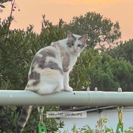 Foto 1/1 MIA Chat perdido en Sainte croix du mont