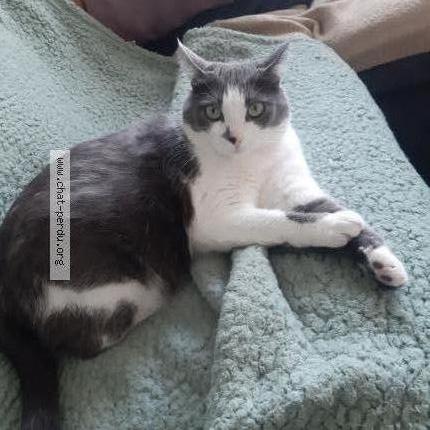 Foto 1/1 Plume Chat perdido en St avertin