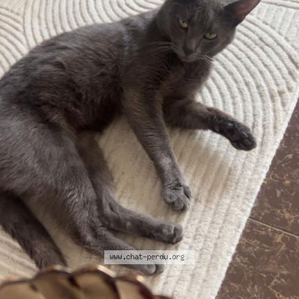 Foto 1/1 Coco Chat perdido en Saint denis