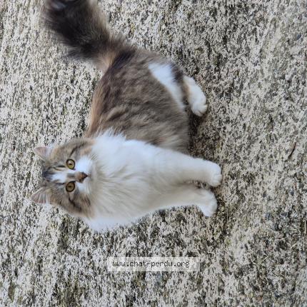 Foto 1/1 PLUME Chat perdido en Balbigny