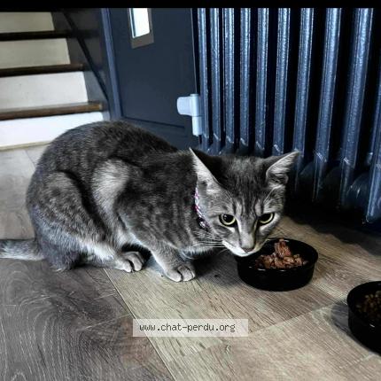 Foto 1/1 Youkie Chat perdido en Agen