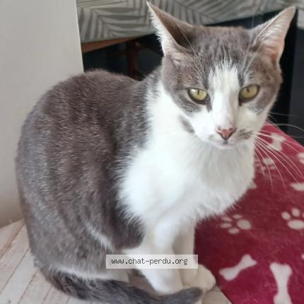Foto 1/1 Tostie Chat perdido en Tourcoing