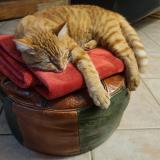 Foto del gato perdido en Lachapelle Auzac