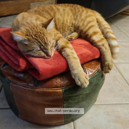 Foto 1/1 Néo Chat perdido en Lachapelle auzac