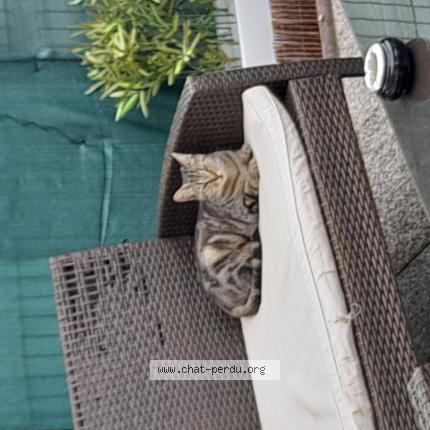 Foto 1/1 Gato encontrado Encontrado en Le mans