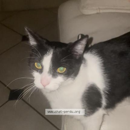 Foto 1/1 Zola Chat perdido en Ventenac en minervois