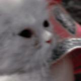 Foto del gato perdido en Lahore