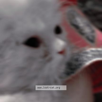 Foto 1/1 Famin Chat perdido en Lahore