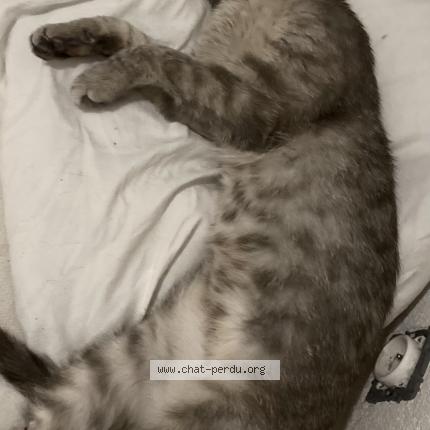 Foto 1/1 Nala Chat perdido en Bellegarde sur valeserine