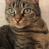 Foto del gato perdido en Deville Les Rouen