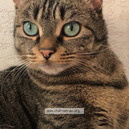 Foto 1/1 Somy Chat perdido en Deville les rouen