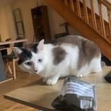 Foto del gato perdido en Saint Maixent L Ecole